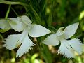 Toothed Habenaria